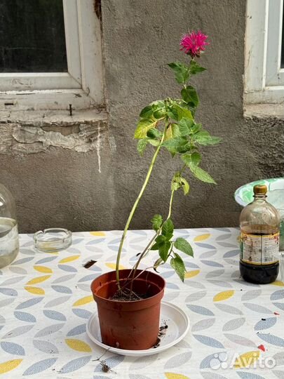 Монарда розовая
