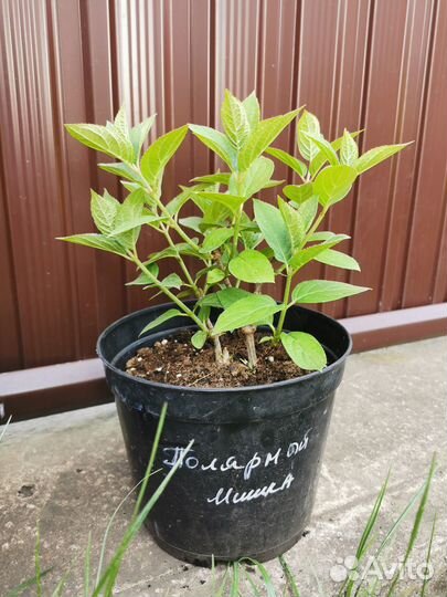 Гортензия метельчатая