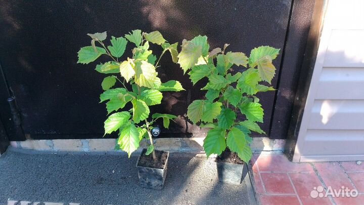 Саженцы лещины (орешник, фундук) трехлетние