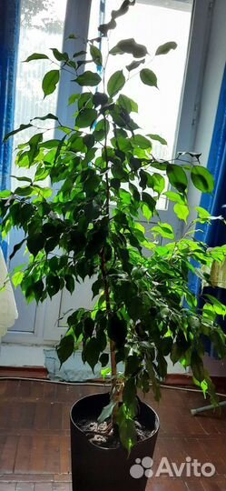 Бенжамин - великолепный