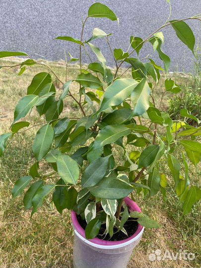 Фикус бенджамина