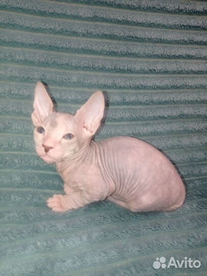 Донской сфинкс котята