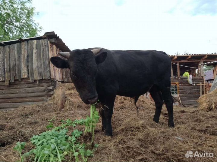 Бык 1.5