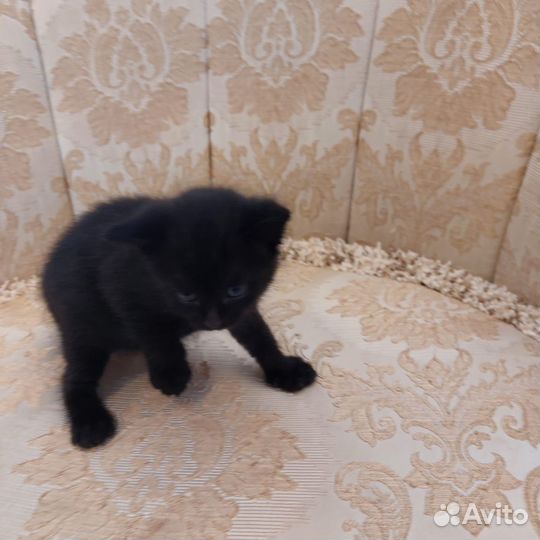Котята в добрые руки даром