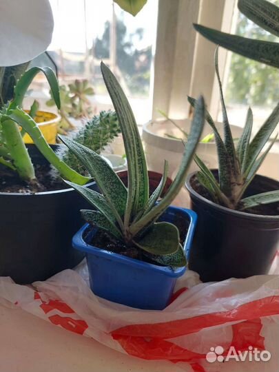 Алоэ остистое