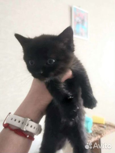 Пупсяшечные котятки