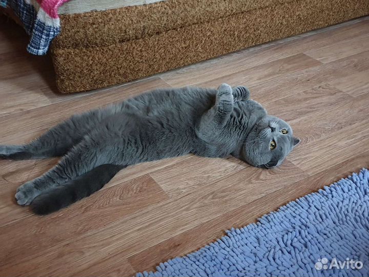 Шотландский котик ищет девушку пля времяпровождени