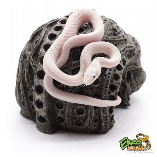 Белый техасский полоз (Elaphe obsolete leucistic)