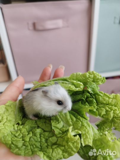 Джунгарский хомяк