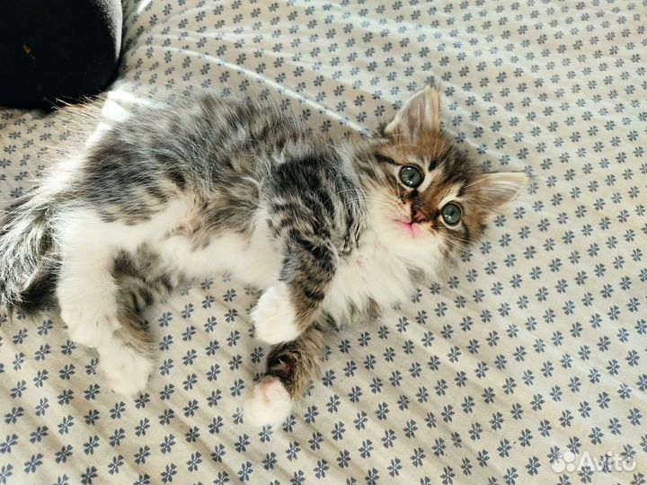 Сибирский котенок мальчик