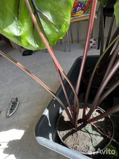 Колоказия маска фараона