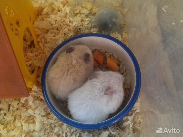 Сирийский хомяк