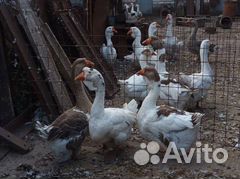 Гуси холмогоры