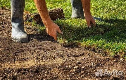 Продажа Рулонного газона