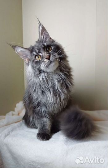 Мальчик мейн кун