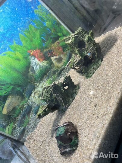 Аквариум