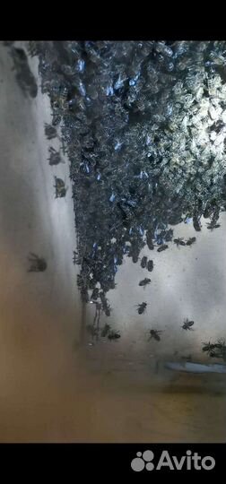 Пчелиный подмор