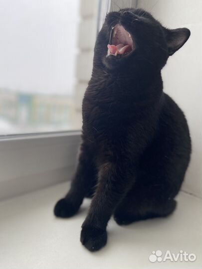 Кот на случку