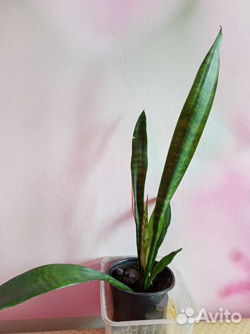 Сансевиерия