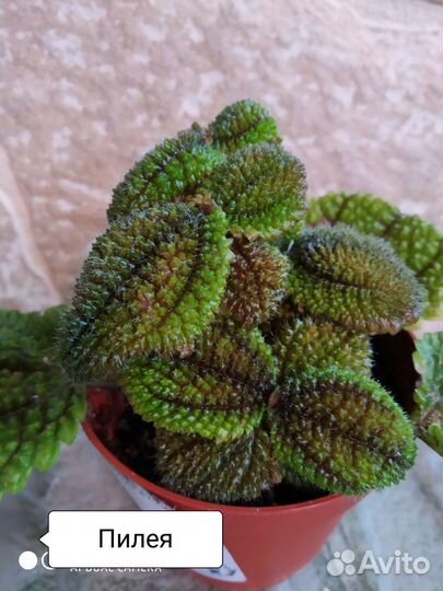 Комнатные цветы