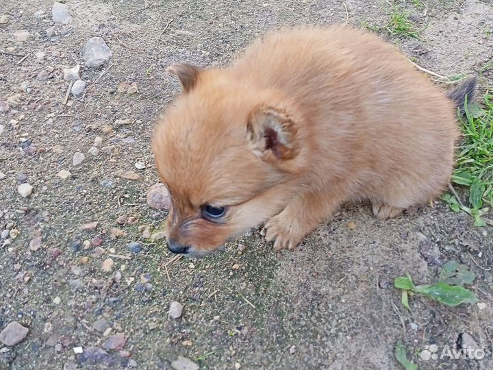Щенок 1 месяц, девочка