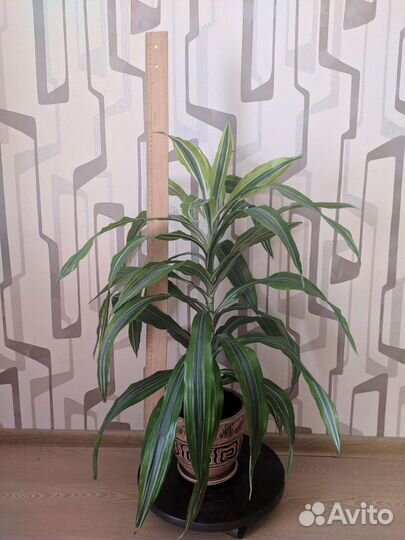 Драцена. Комнатные растения