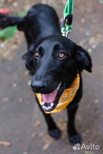 Собаки бесплатно