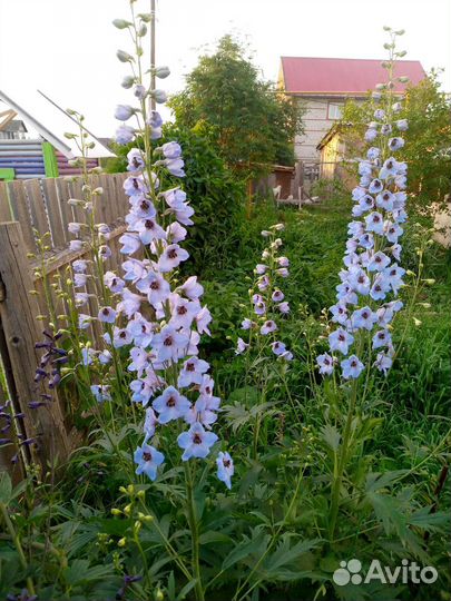 Дельфиниум, лилии