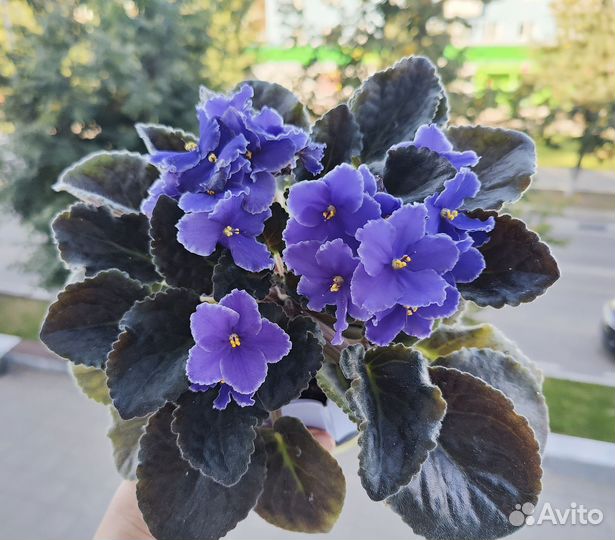 Сортовые фиалки