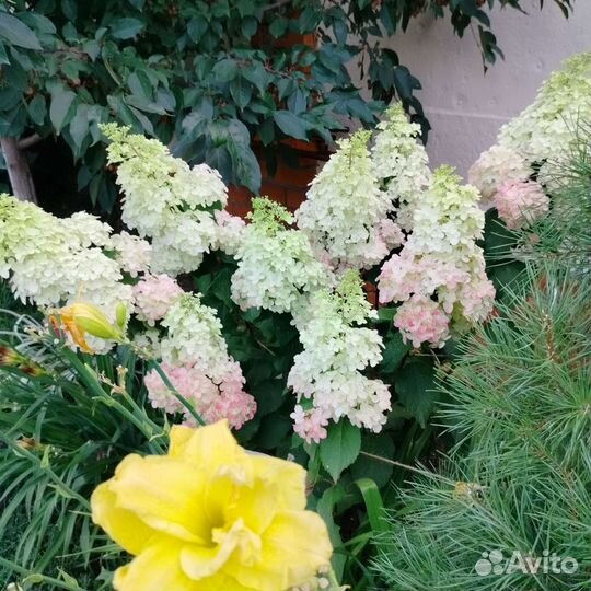 Гортензия метельчатая