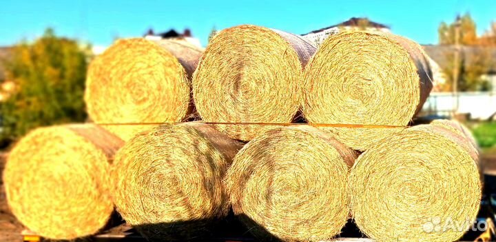 Солома сухая животным, для мульчи