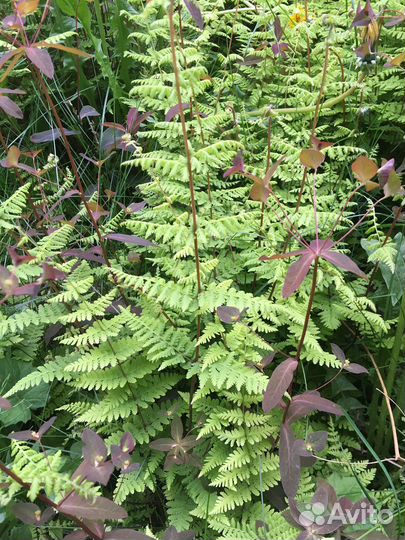 Герани, папоротники, роджерсия