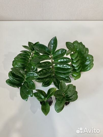 Замиокулькас зензи. Обновление 7.09