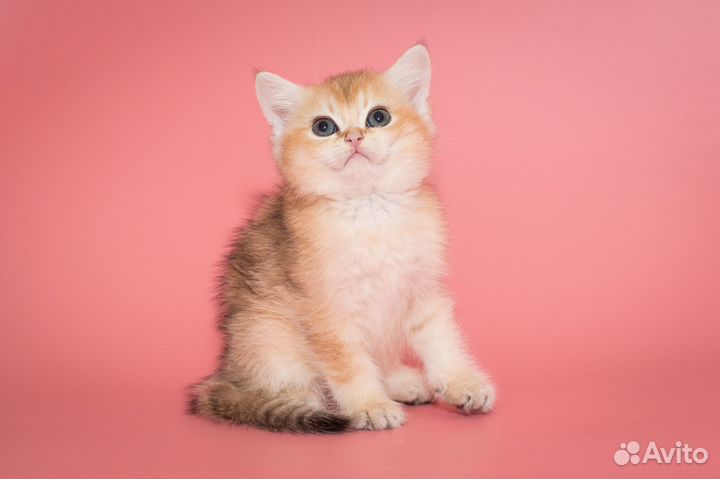 Шиншилла Золотистая Британские котята