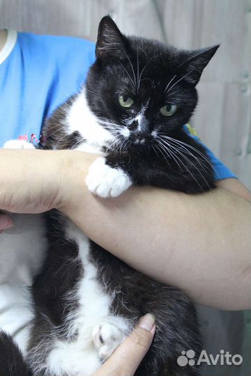 Кошечка Клякса