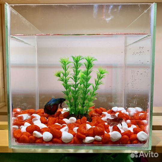 Аквариум с петушком