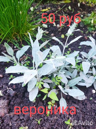 Молочай, гибискус, аллиум, вероника, хоста, горец