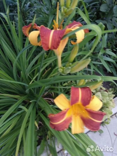 Цветы лилейник