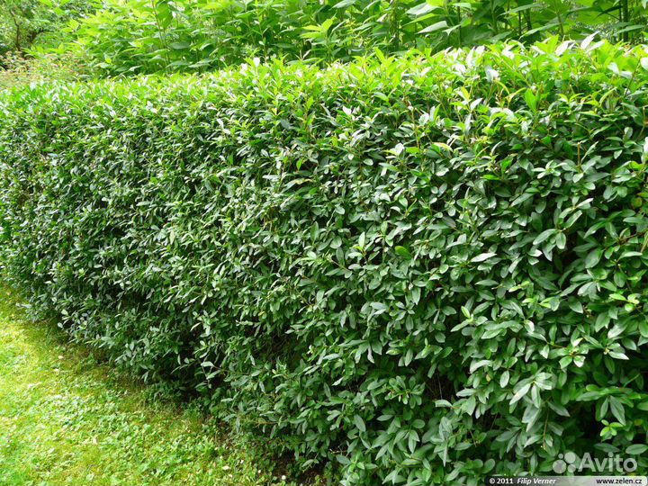 Живая Изгородь Бирючина