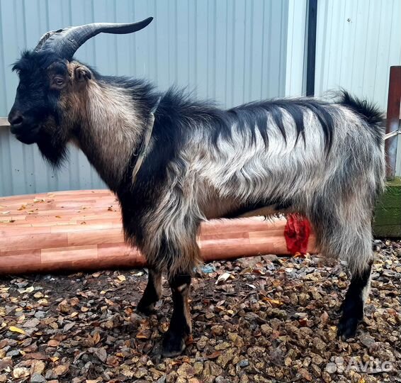 Козел,покрытие,вязка