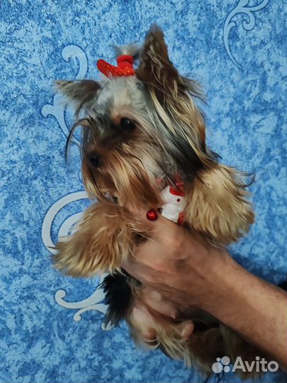 Йоркширский терьер