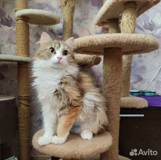 Кошка в дар