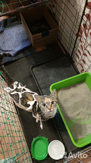 Кошка котёнок балерина