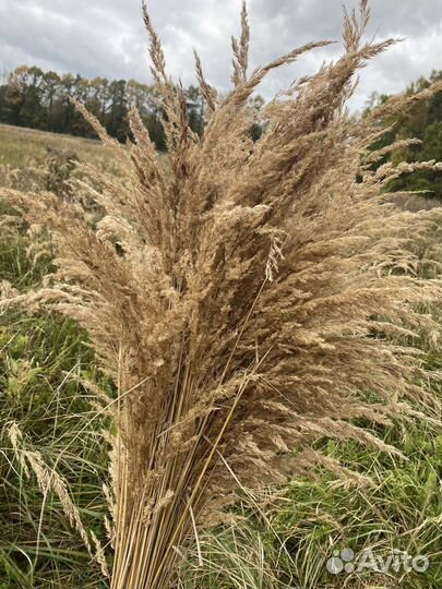 Пампасная трава. Сухоцвет. Декор