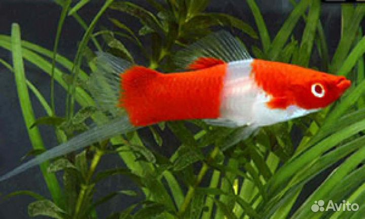 Аквариумные рыбки и растения