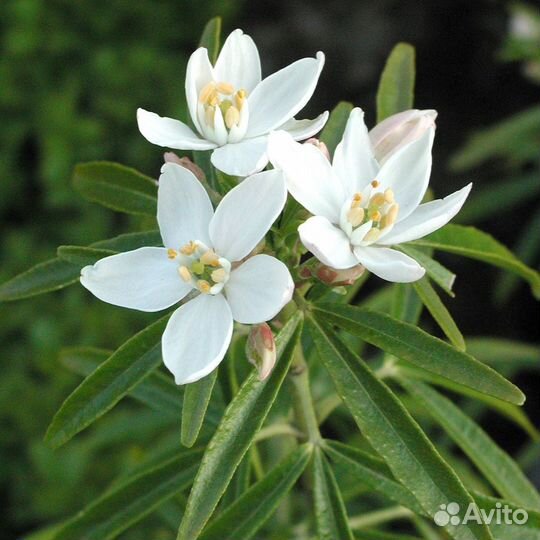 Шуазия Ацтек Перл (1 саженец в горшке 15-20 см)