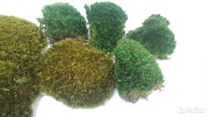 Стабилизированный мох кочка лесная