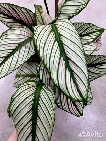 Калатея white стар