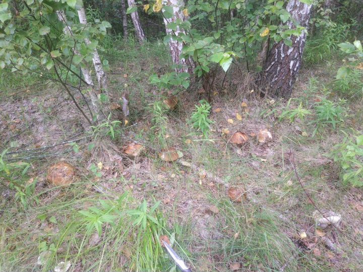 Участок 20 сот. (ИЖС)