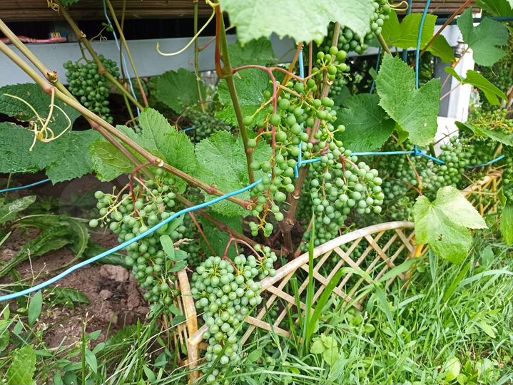 Дача 50 м² на участке 5,5 сот.